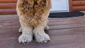 Un perro sentado en una cubierta de madera frente a una cabaña con una puerta blanca y un letrero que dice 