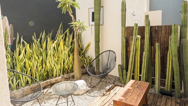 A patio with a wooden table, metal chairs, and various cacti and plants. - Grand Villa w Private Patio & Parking  (San José del Cabo)
