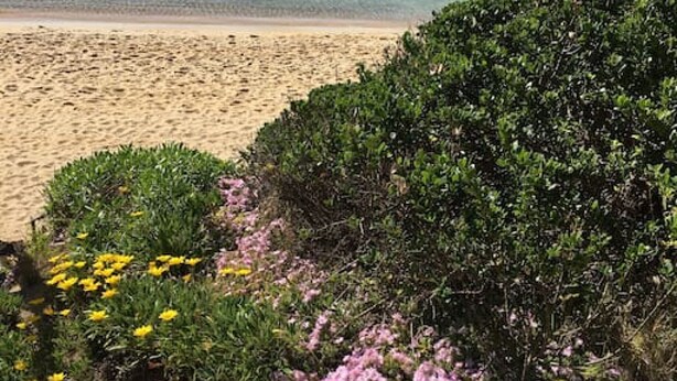 A beach with a boat on the water, sandy beach, and flowering plants. - Quiet, luxurious Guest House - Couples Retreat (Mornington)