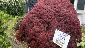 A large, dense shrub with a sign indicating 'AIR B&B'. - Cozy 1 bedroom apartment in Enjoyable Ketchikan with WiFi.  (Ketchikan)