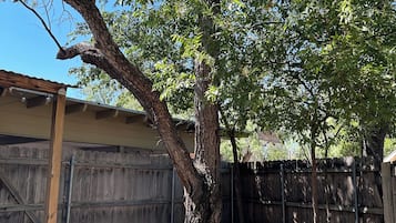 A tree in a backyard with a wooden fence in the background.