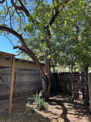 A tree in a backyard with a wooden fence in the background.