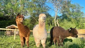 Three llamas standing in a grassy enclosure with trees and a wooden structure in the background. - Unique stay in your very own army truck. Sleeps 4. Hot tub. Tranquil setting. (Llangwm)