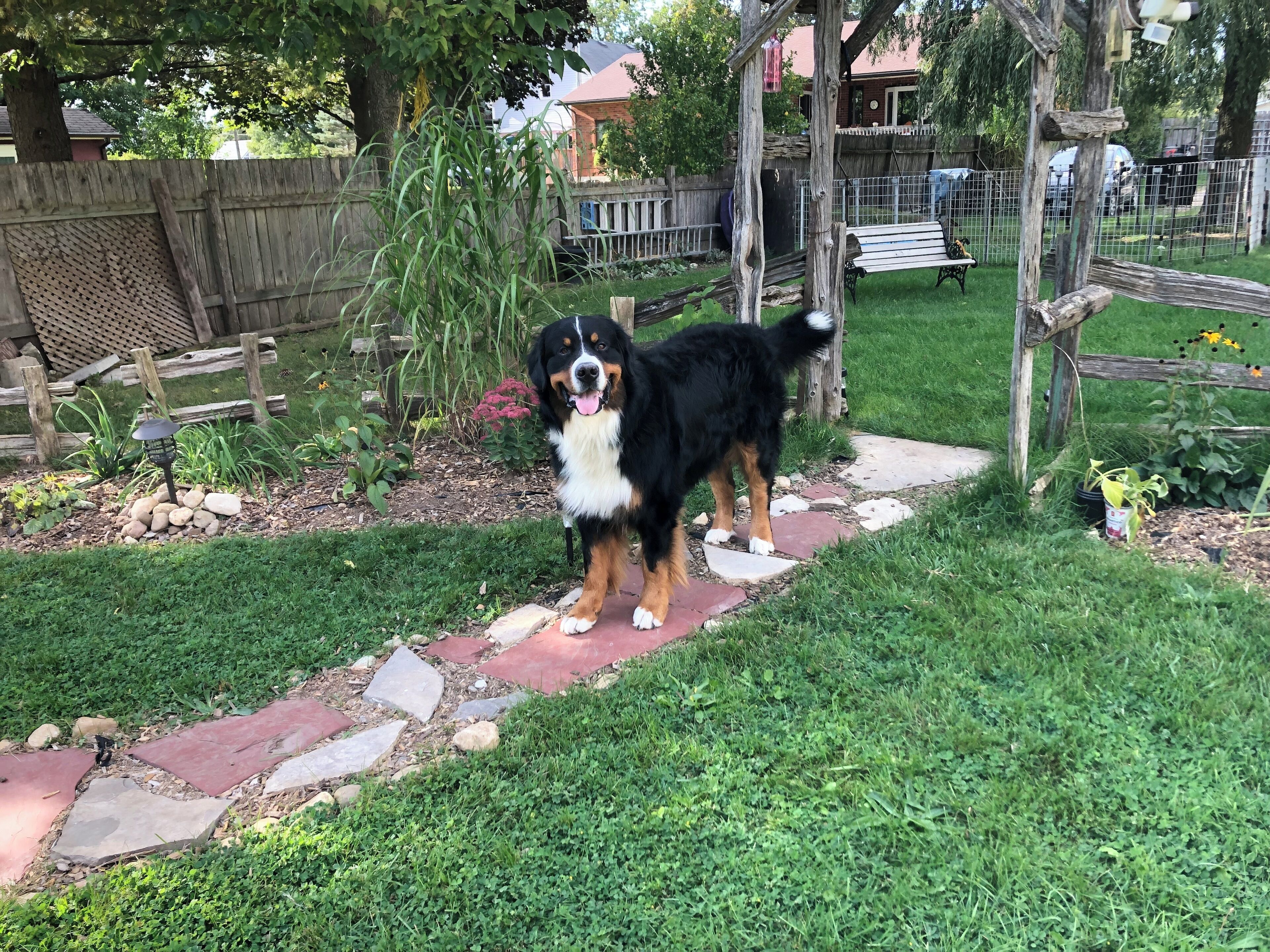 A dog standing on a stone pathway in a garden area with a wooden fence and greenery in the background.