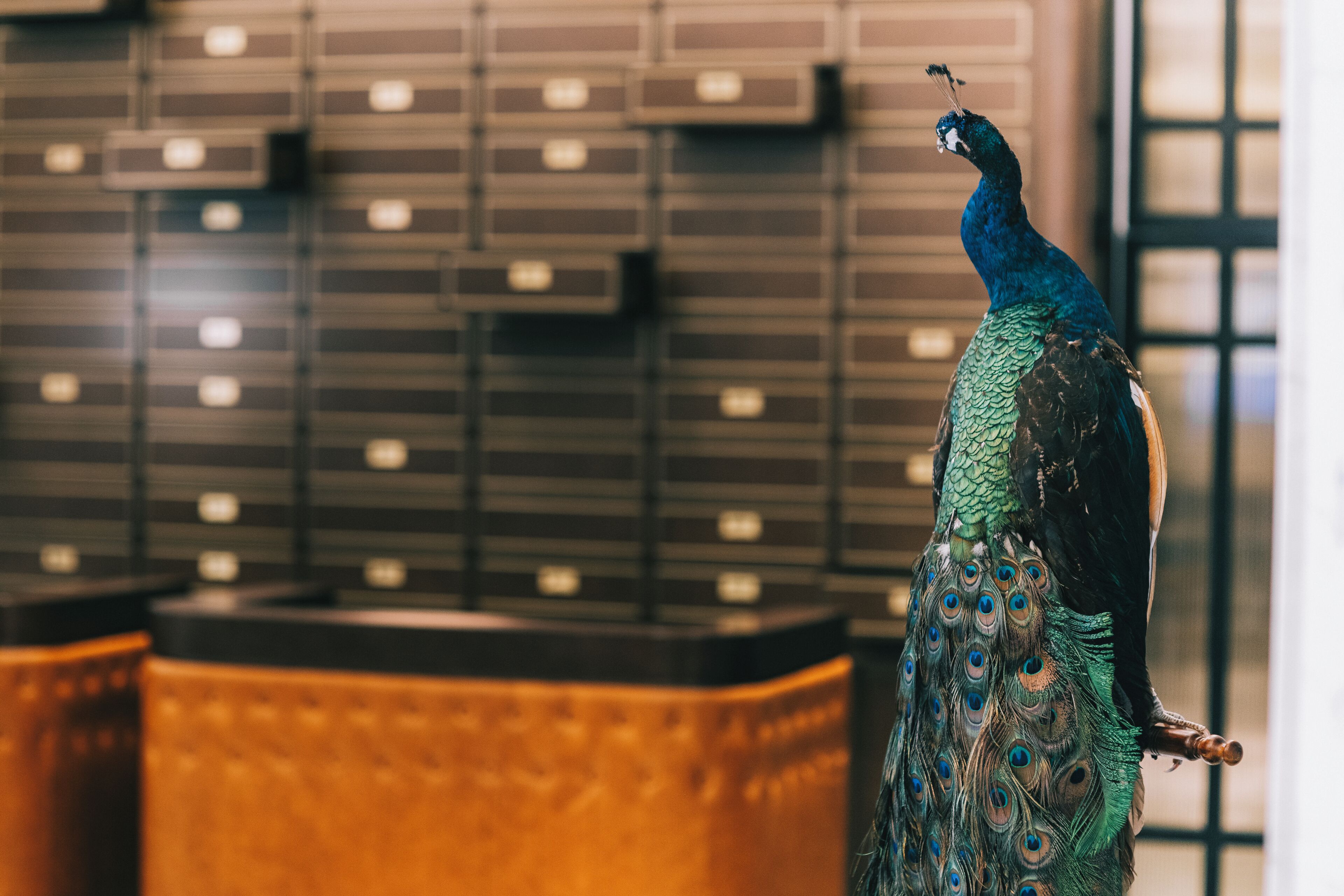A peacock statue in a lobby with a patterned wall and a wooden bench.