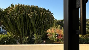 Een cactustuin met een heldere lucht en een gebouw op de achtergrond.