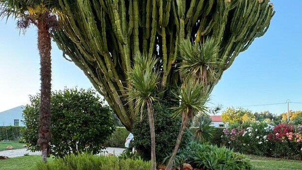 Een cactustype in een aangelegde tuin met een geplaveid pad.
