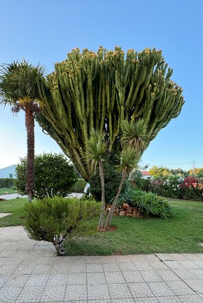 A cactus tree in a landscaped garden with a paved walkway.