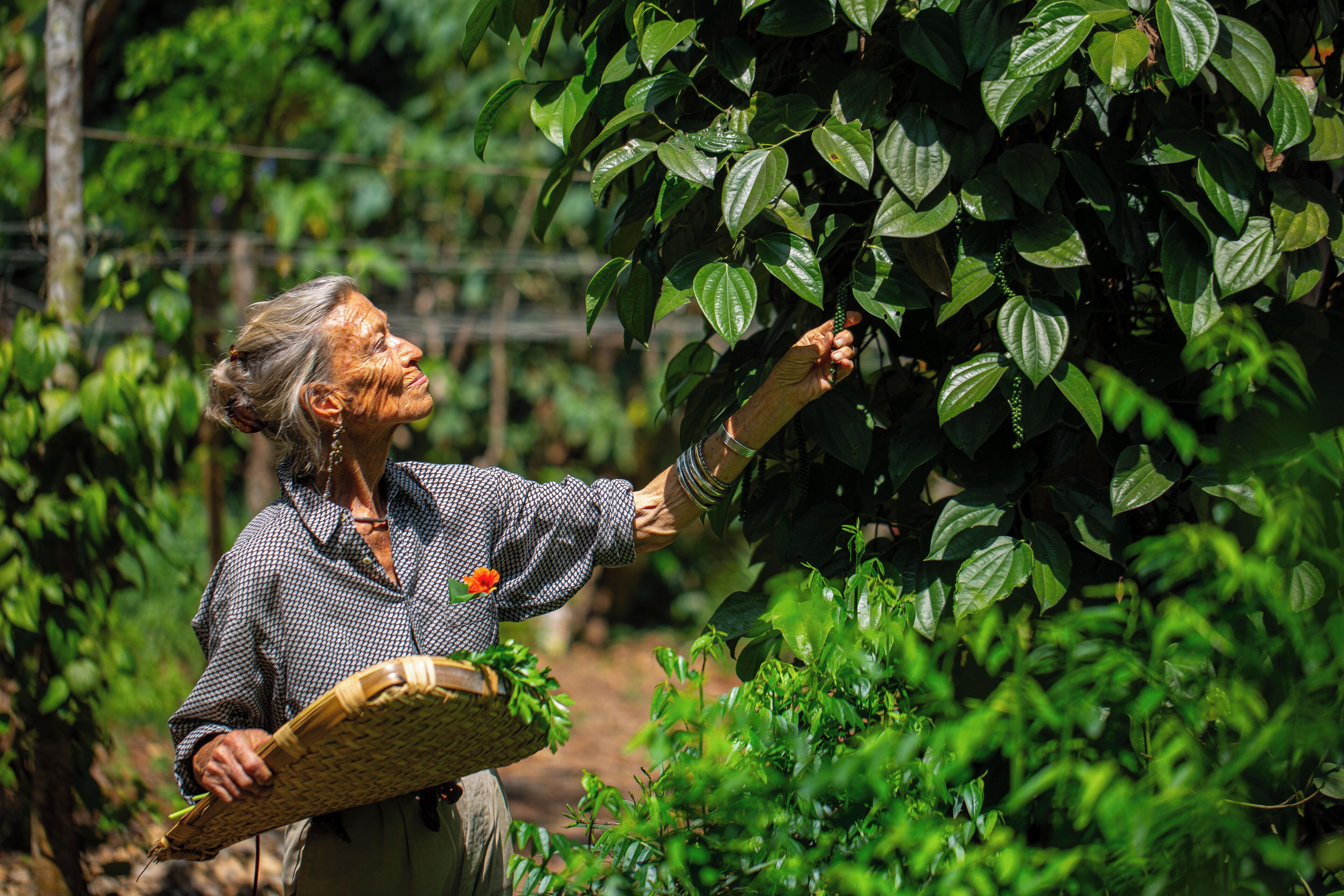 A person harvesting coffee beans from a tree.