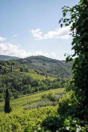 Chambre Double Deluxe, vue vignoble | Vue de la chambre