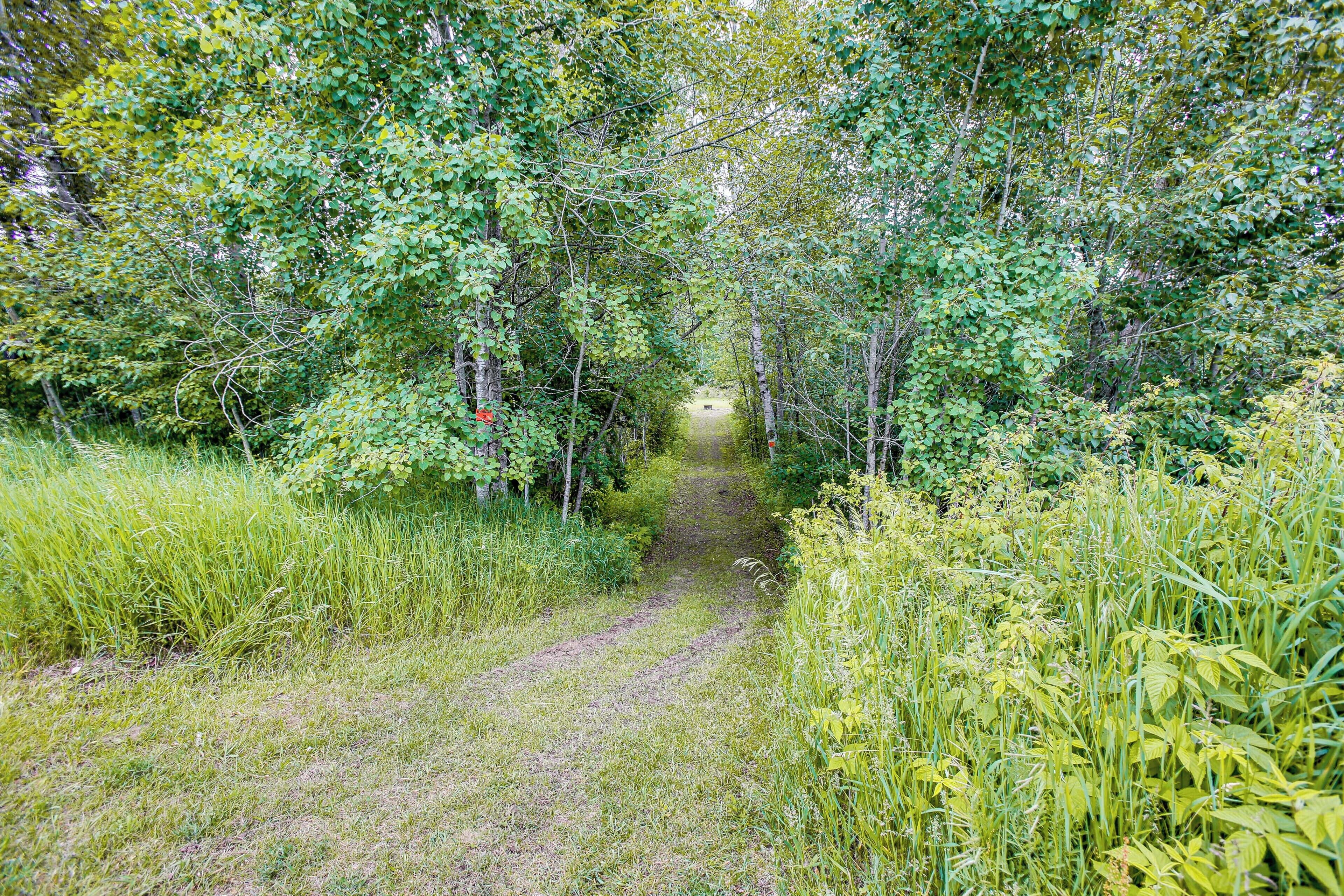 Un sendero estrecho y sin pavimentar rodeado de abundante vegetación y árboles.