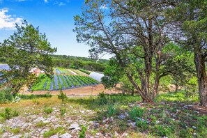 Pool - Ali Oti at Wild Candy Farm (Wimberley)