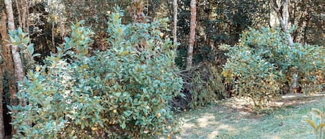Área da propriedade
