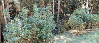 Recanto Lago Negro - Rancho Queimado