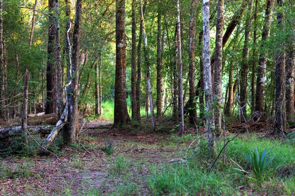 A dense forest with tall trees and a ground covered in leaves and small plants.