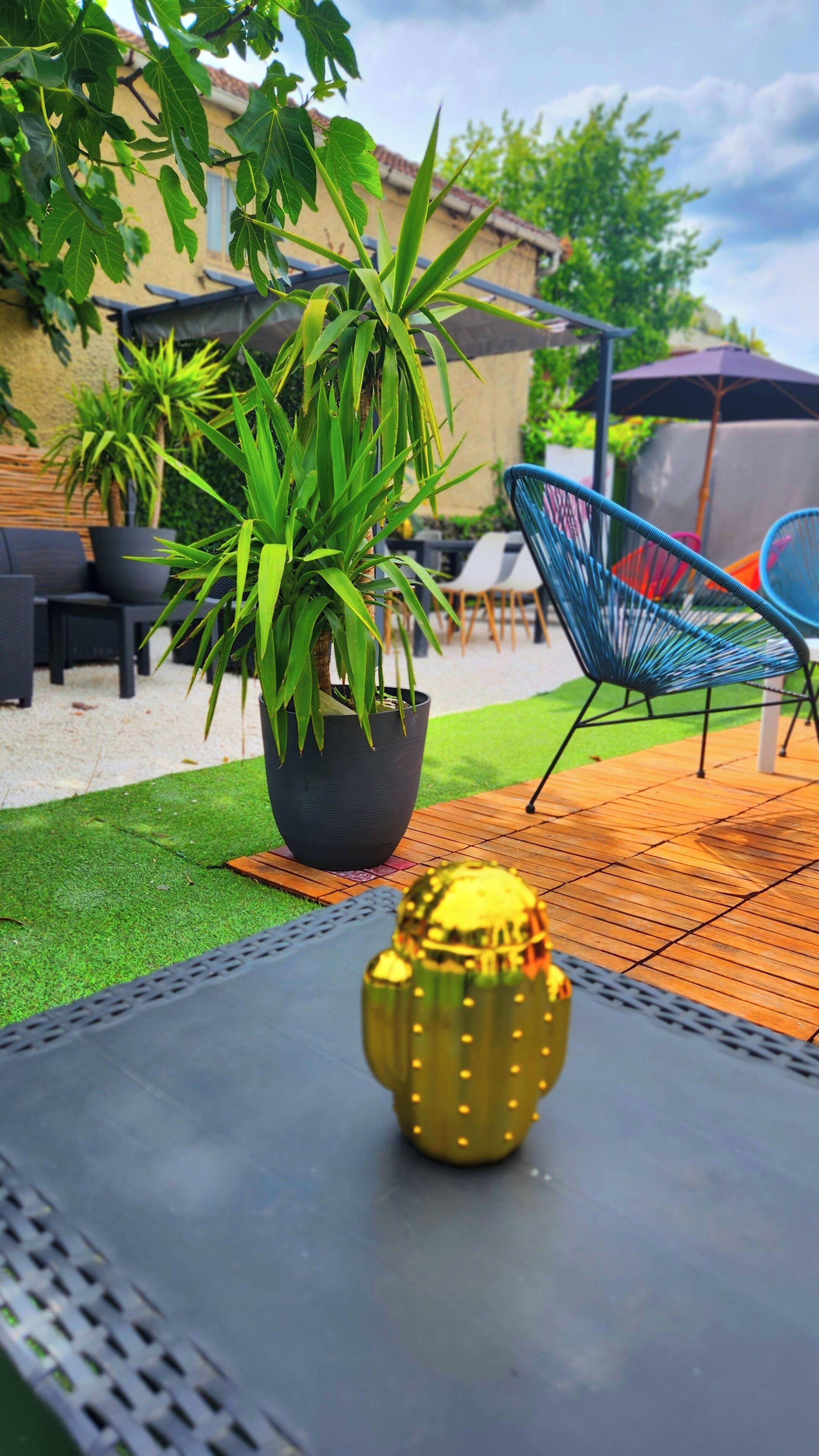A patio area with a potted plant, a cactus, and outdoor furniture.