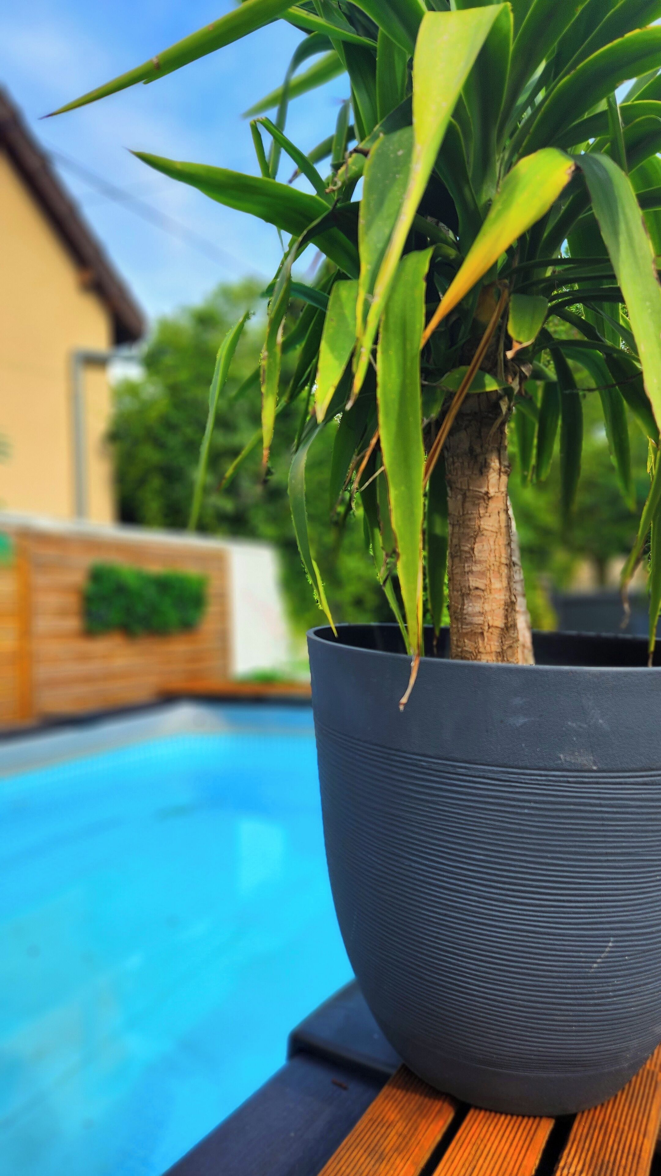 A potted plant with long green leaves in a textured pot, placed on a wooden surface near a pool.