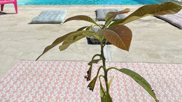 Ein Schwimmbecken unter blauem Himmel, umgeben von Bäumen und einem rosa Stuhl.