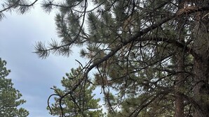 A wooden deck overlooking a forested area with a view of a distant building. - Enjoy a cozy cabin near the lake! Sleeps 8,  4 Beds. (Panguitch Lake)