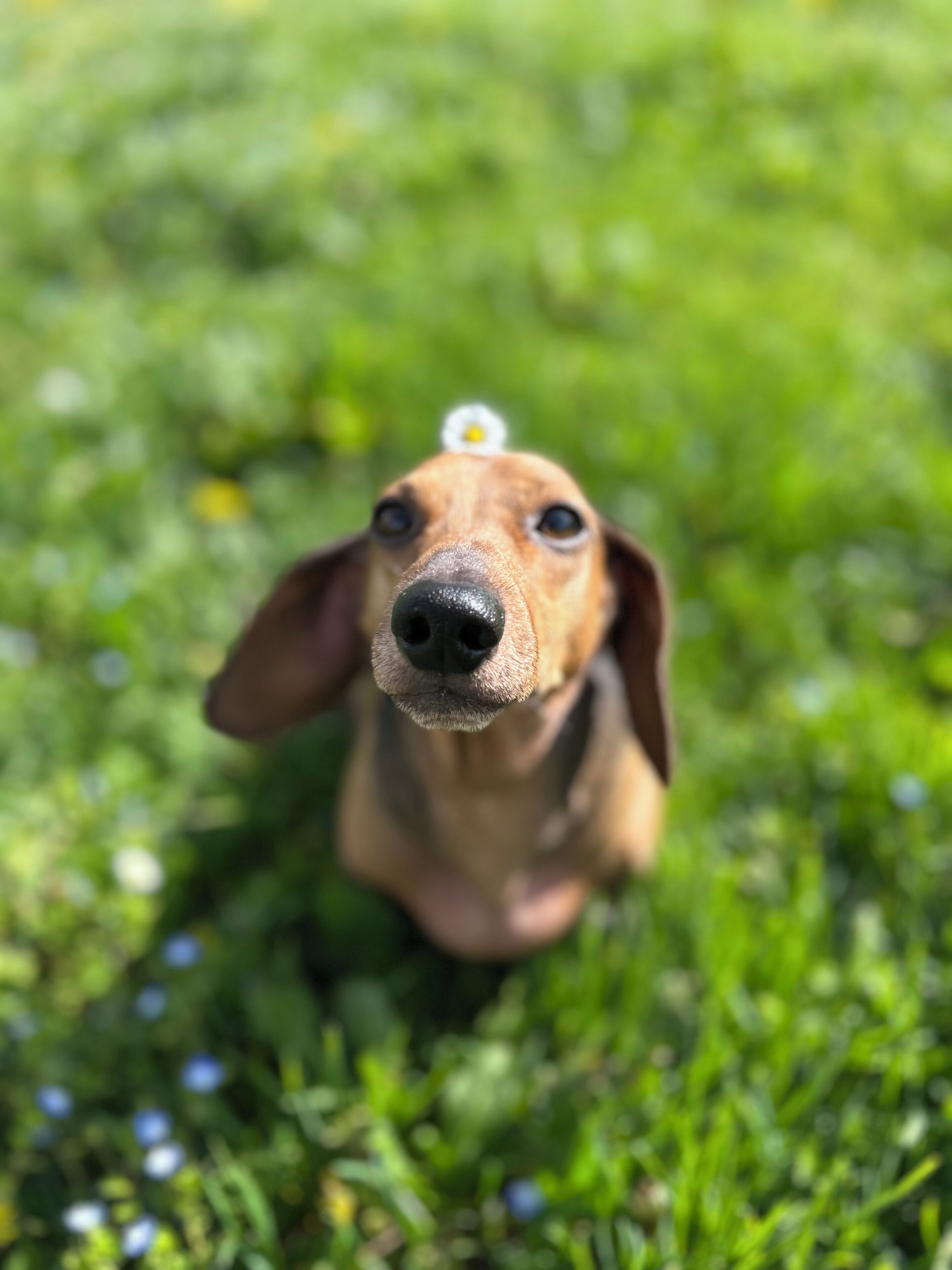 Un gros plan d’un chien avec une fleur sur la tête, qui regarde directement l’objectif de l’appareil photo.