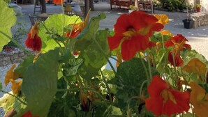 Une cour avec un bâtiment en pierre, un arbre et un parterre fleuri avec des fleurs rouges et jaunes.