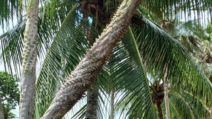 Un resort con palmeras, césped cuidado y edificios con techo de tejas.