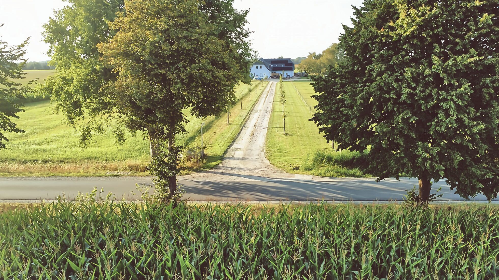 A rural road leading to a house surrounded by fields and trees.