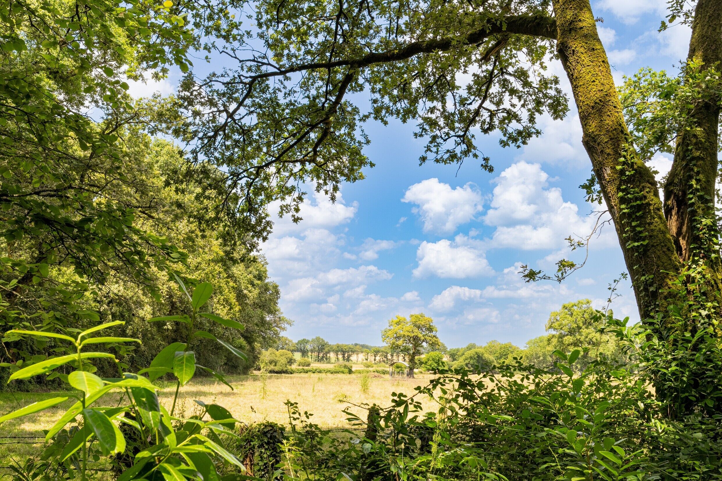 A natural landscape with trees, a field, and a clear sky.