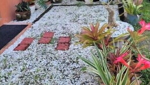 A small courtyard with a variety of potted plants, a tiled floor, and a building entrance with a blue awning. - Serene Cozy Air Con Home in Fully-Secured Complex (Urdaneta city)