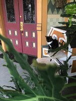 A black and white cat sitting on a white bench outside a building with a red door and a yellow wall.