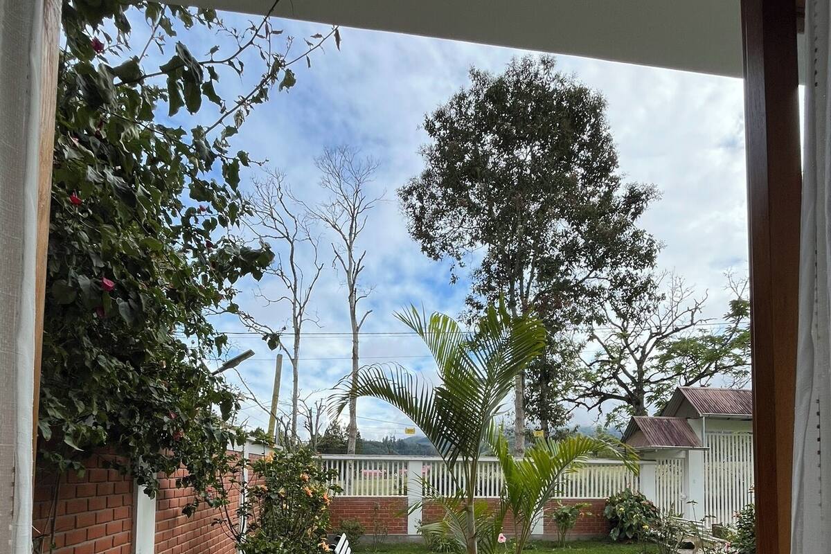 A view from a window of a garden with a bench, a tree, and a white fence.