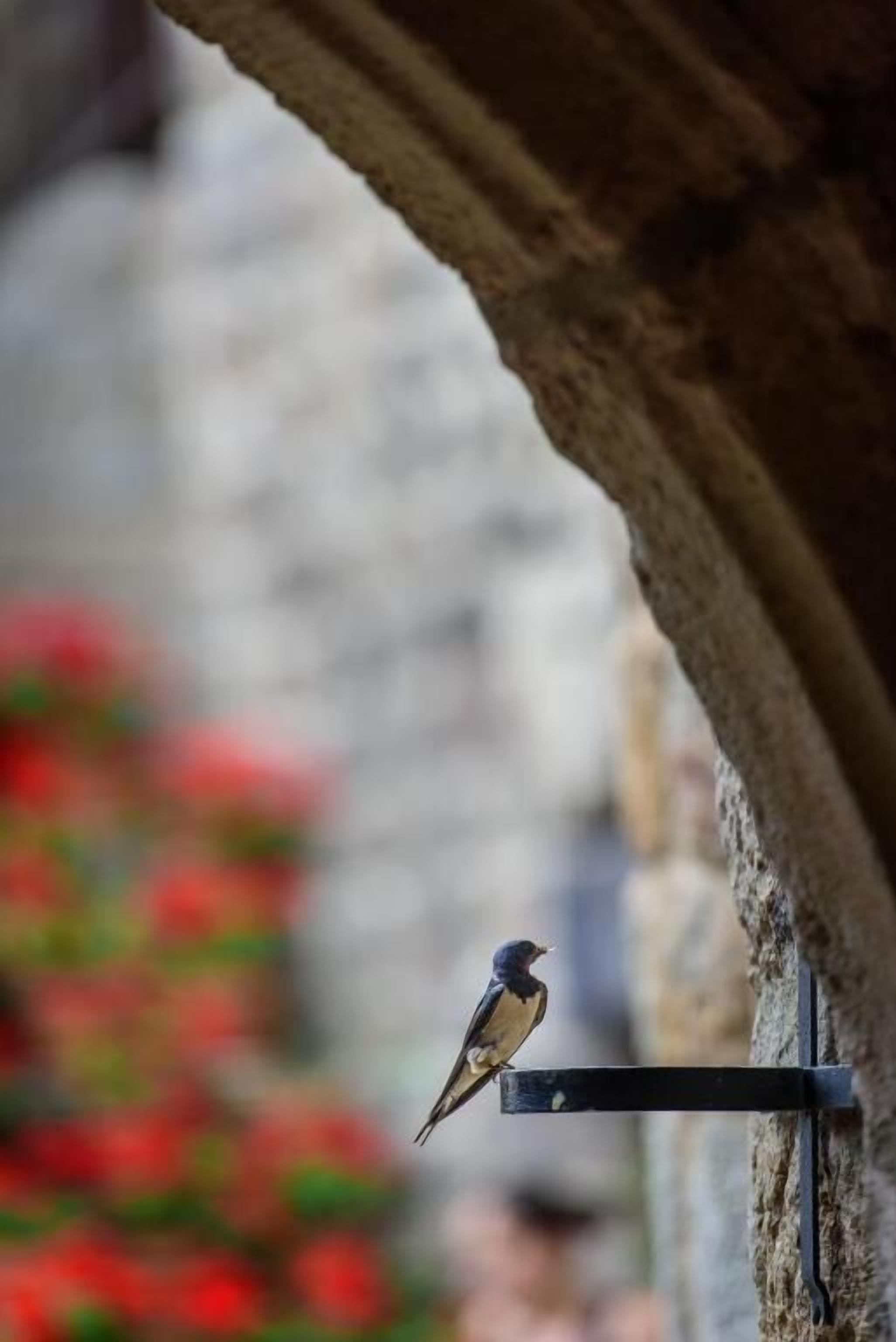 A bird perched on a metal bracket attached to a stone wall.