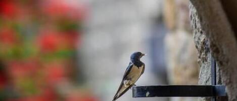 Un pájaro posado sobre un soporte metálico adosado a una pared de piedra.