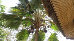 Eine Palme mit Fruchtbündeln und einer Struktur mit Reetdach.