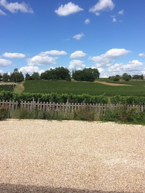 Un vignoble avec un chemin de gravier et une clôture en bois.