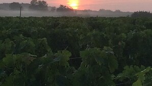 Viñedo con hileras de parras y una puesta de sol al fondo.