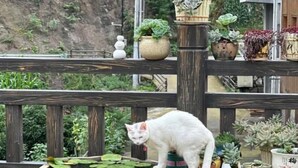 Eine weiße Katze auf einer Holzterrasse mit Teich und verschiedenen Kübelpflanzen.