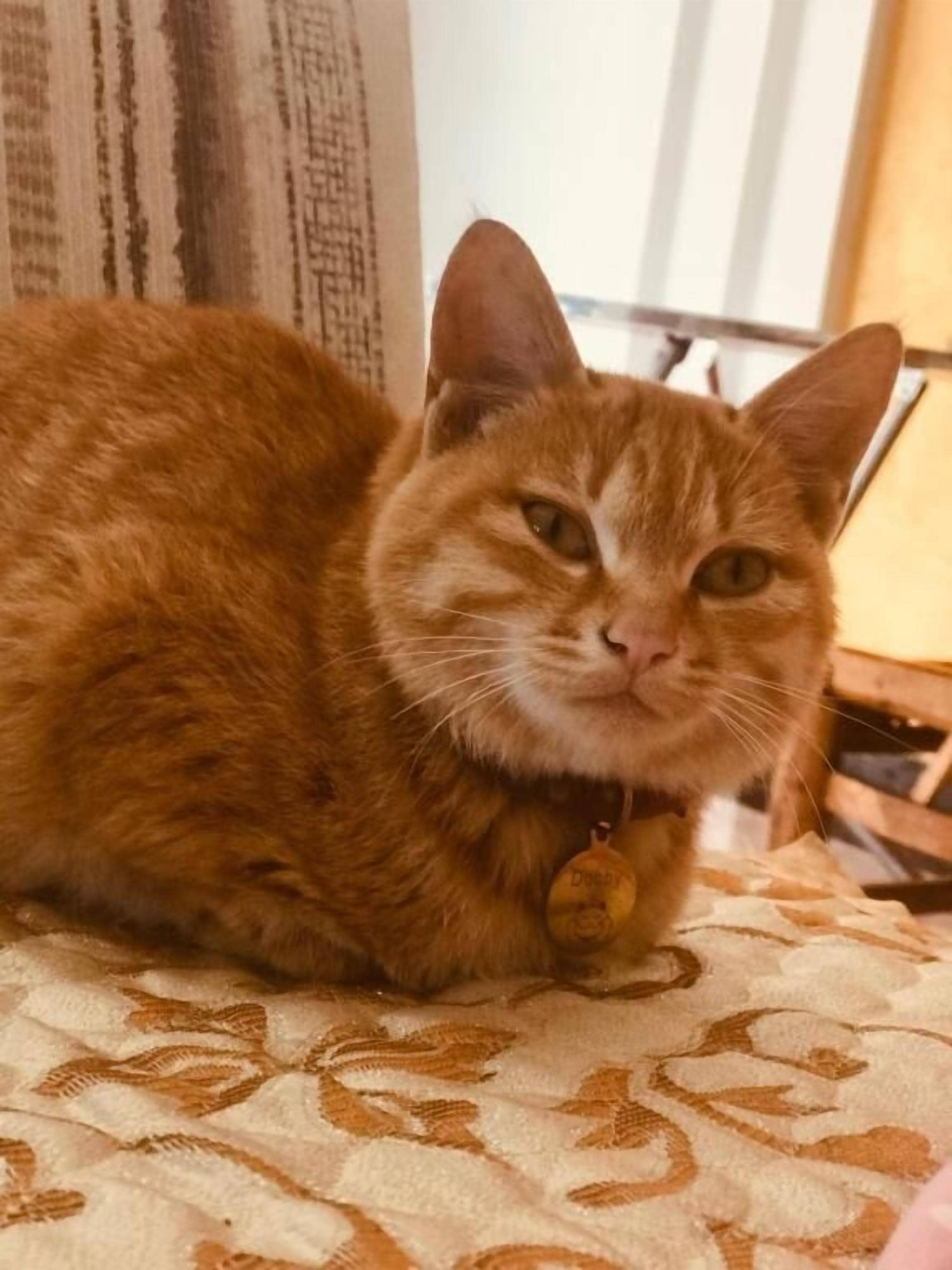 A ginger cat with a collar lying on a patterned fabric surface.