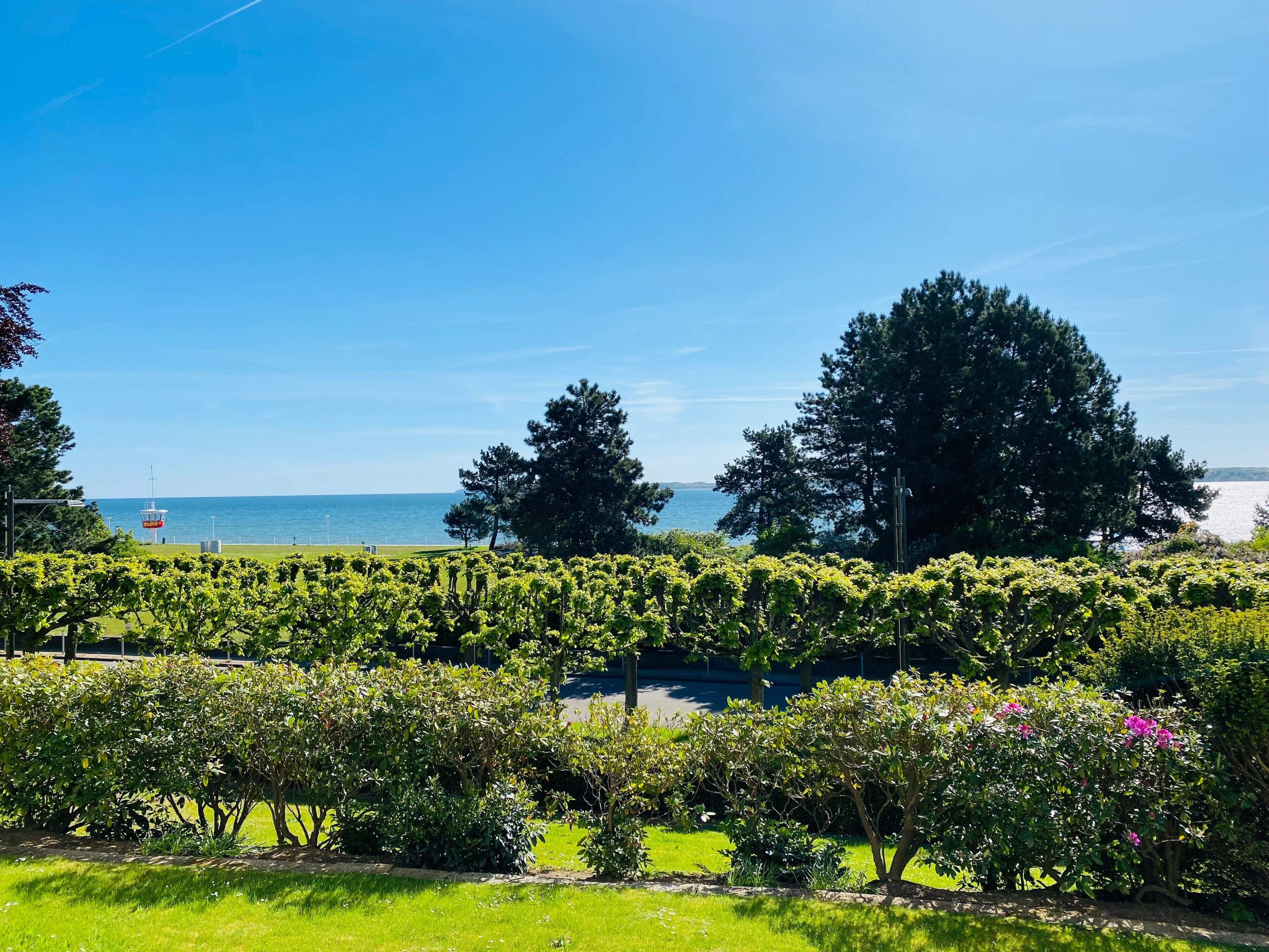 Ein Weinberg mit Reihen von Weinreben, ein großer Baum und ein Gewässer im Hintergrund.