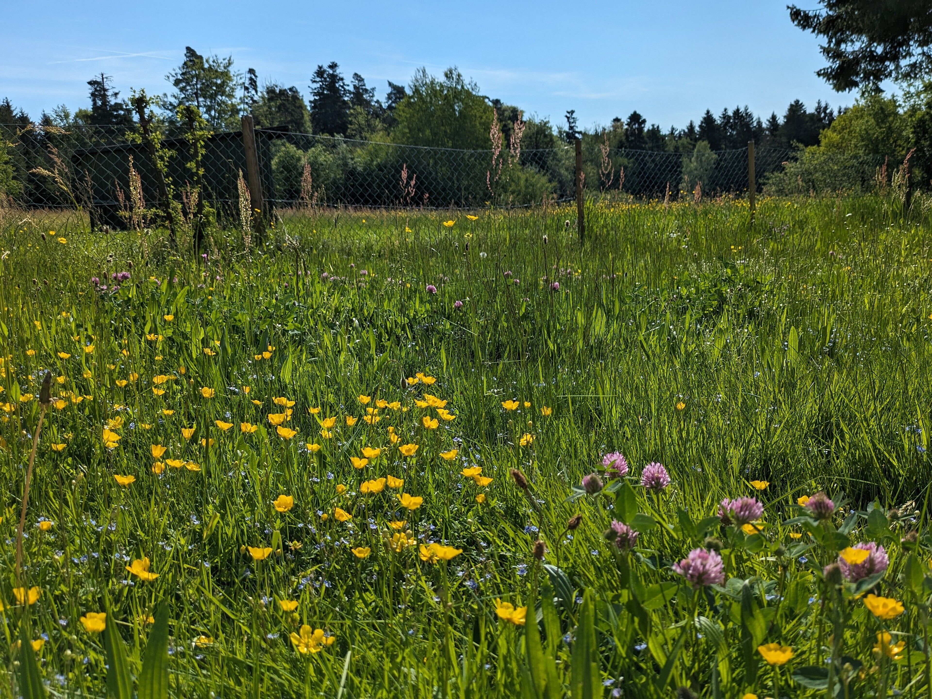 A field with yellow flowers and green grass.