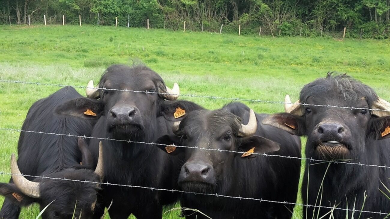 Tres vacas negras con cuernos detrás de una cerca de alambre en un campo cubierto de hierba.