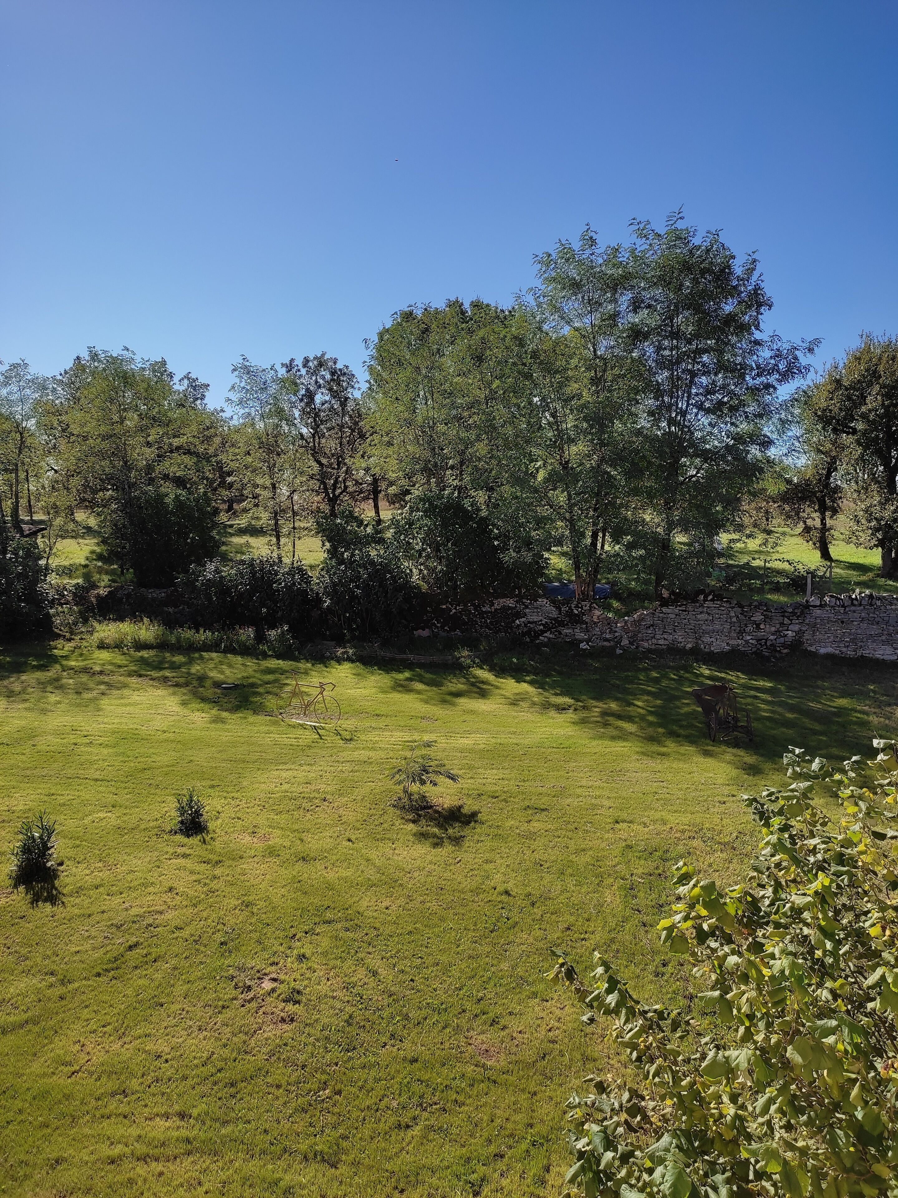 A grassy field with trees and a stone wall.