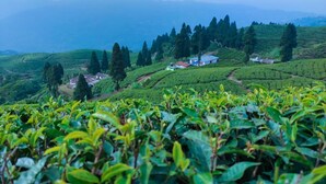 Una exuberante plantación de té con campos en terrazas y algunos edificios al fondo.