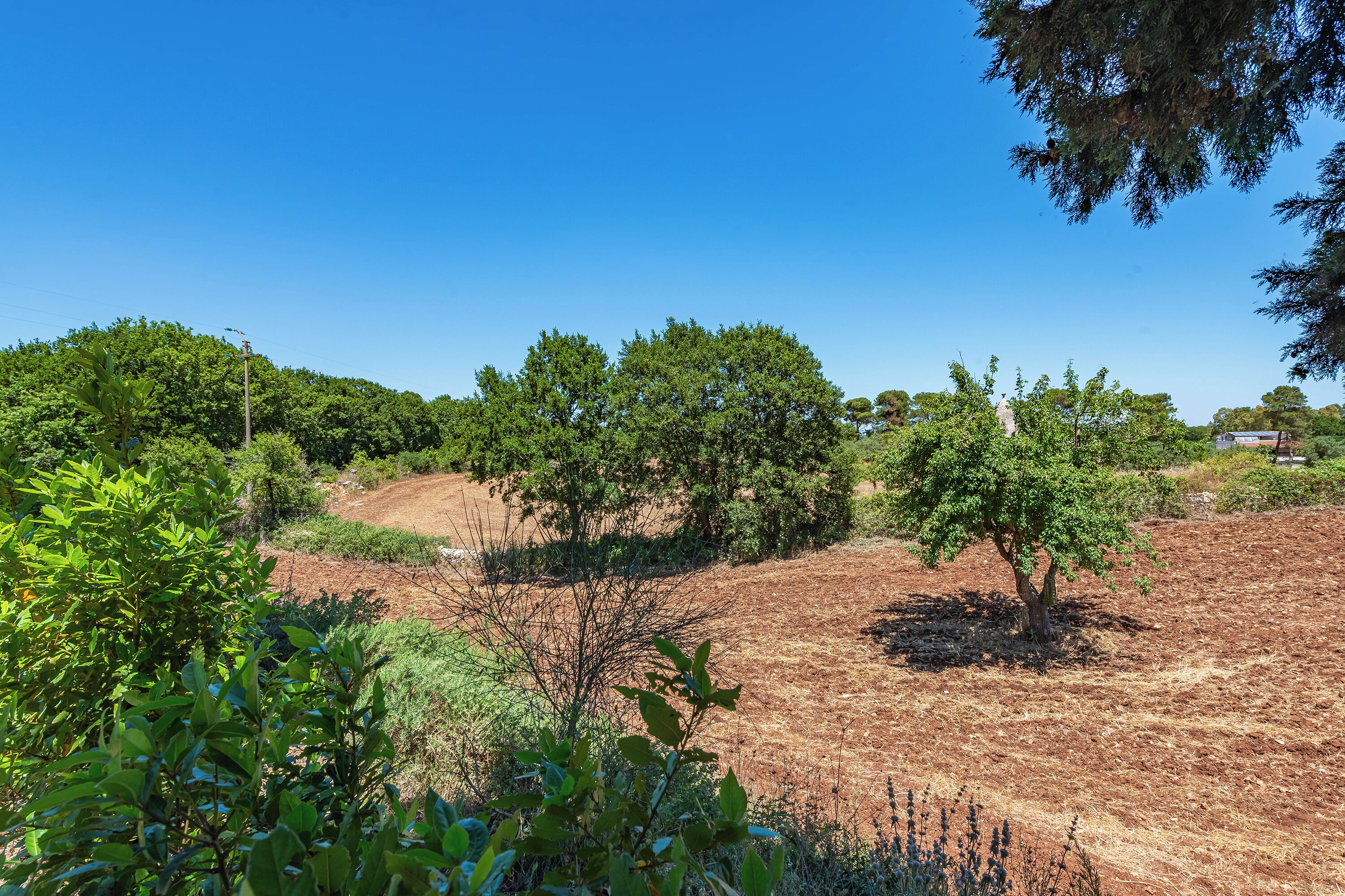 Family Villa, Multiple Bedrooms, Mountainside (Trullo del Bosco In Martina Franca) | Exterior