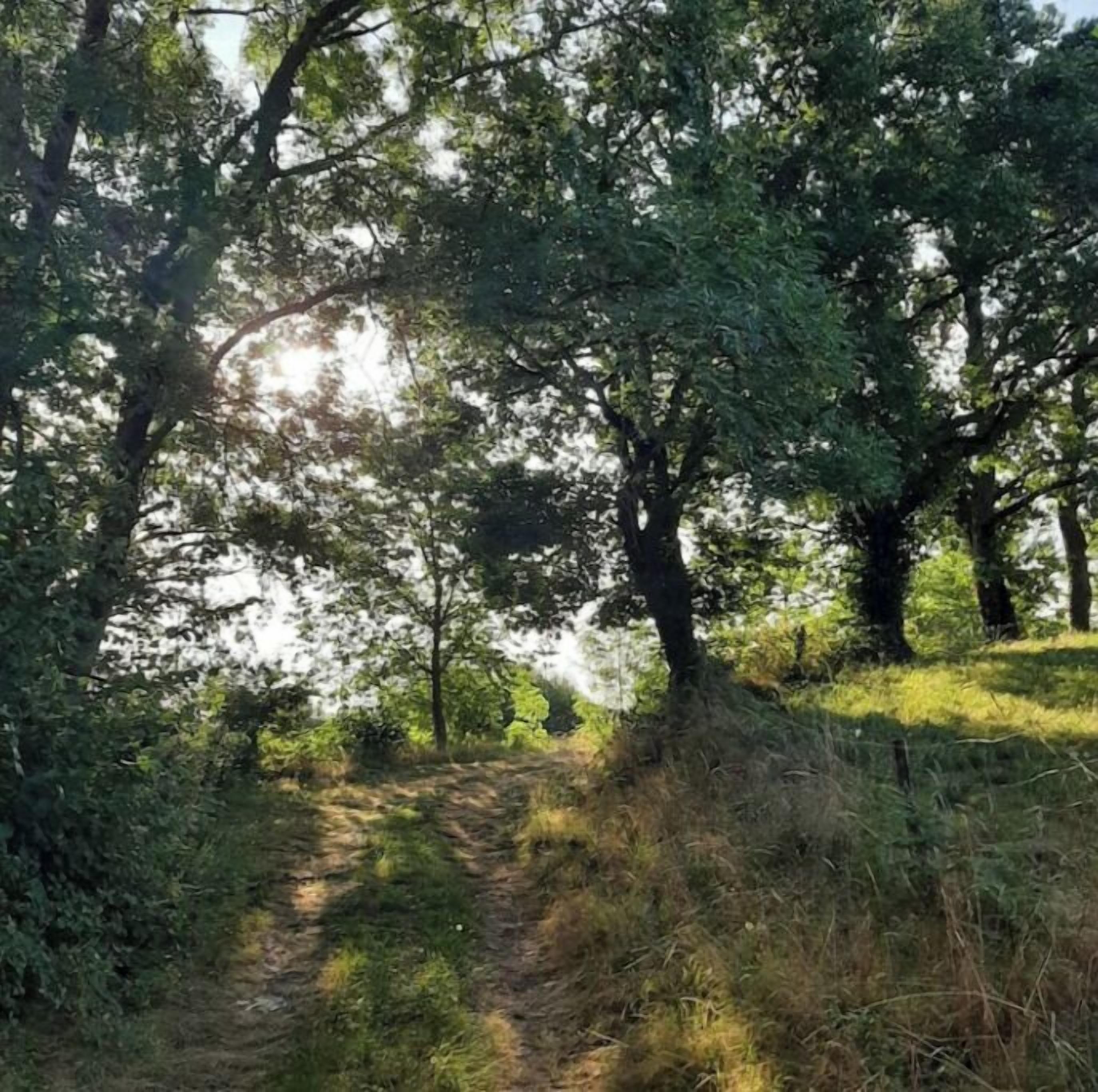 Un área boscosa con un sendero de tierra.