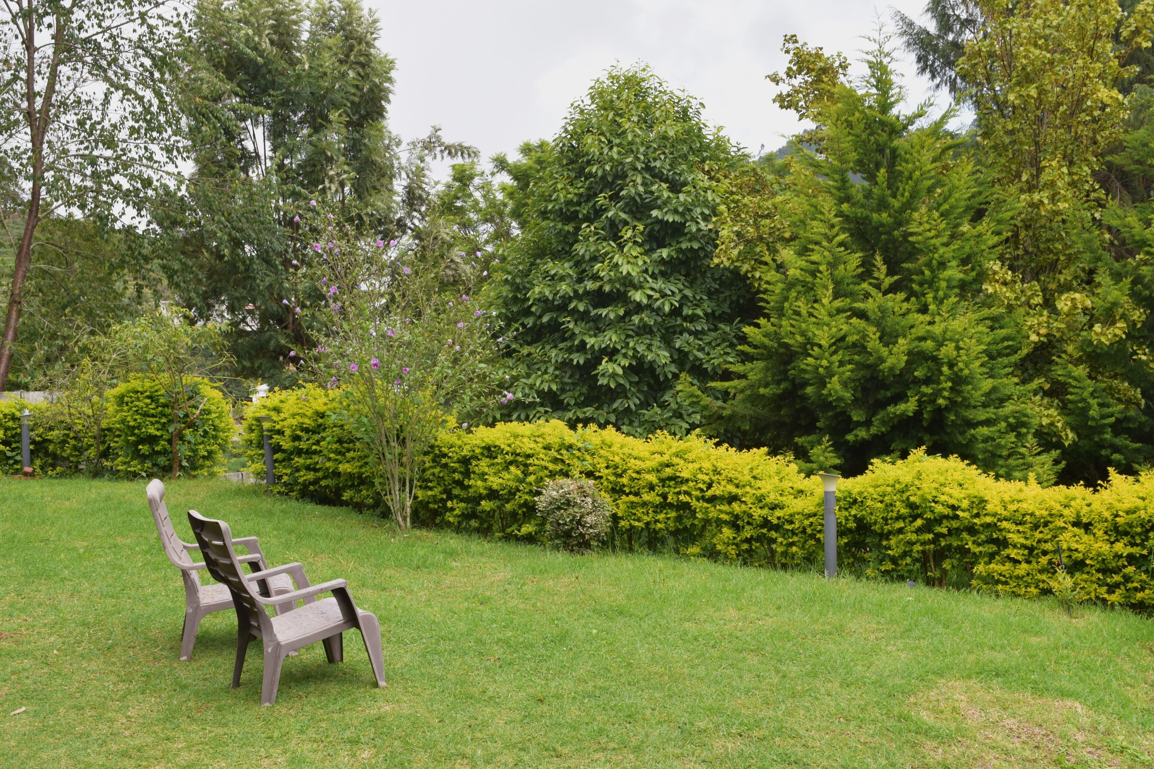 A grassy area with a bench and a hedge.