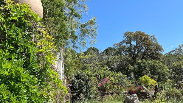 Una scala in pietra conduce a un muro di pietra, circondata da una vegetazione lussureggiante e alberi.