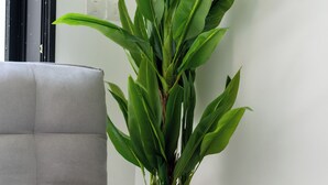 A modern living room with a grey sofa, a large potted plant, and a minimalist design. - O&O - 2 BR Stylish & Modern Apartment (Bat Yam)