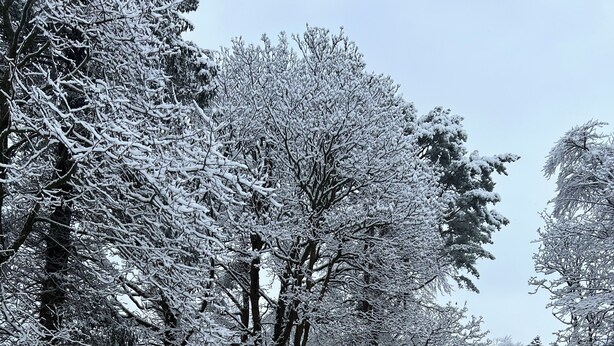 A snow-covered landscape with trees and a small building. - Turn up. Switch off Surrounded by trees with stream nearby, perfect escape for 2 (Windermere)