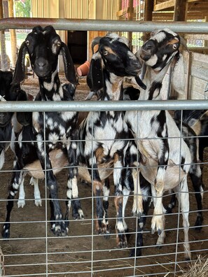 Un groupe de chèvres dans un enclos délimité par une clôture en métal.